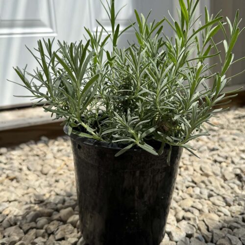 Live Lavender Plant